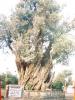 Bin Yıllık Zeytin Ağacı