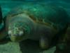 Su Kaplumbağası