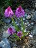 Anacamptis pyramidalis