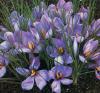 Crocus sativus(safran)