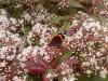 Photinia-x-fraseri-red-robin