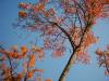 Sonbahar ve Ağaç