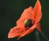 Papaver