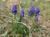 9533-muscari