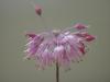 Allium