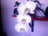 Orkidelerim