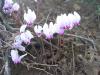 cyclamen