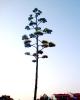 Agave Aac