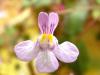 Cymbalaria Muralis