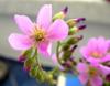 Drosera Capensis