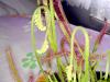 Drosera Capensis