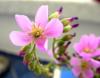 Drosera Capensis