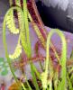 Drosera Capensis