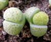 Lithops