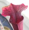 Sarracenia