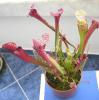 Sarracenia