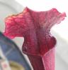 Sarracenia