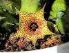 Huernia iei