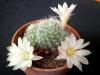 Rebutia Albiflora