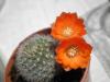 Rebutia Muscula