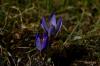 Crocus Biflorus Subsp. Atrospermus