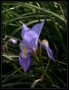 Iris Unguicularis Poiret - al Navruzu