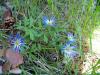 Anemone blanda