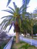 Parkta Palmiye Ağacı..
