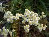 Achillea Goniocephala