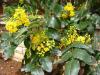 Mahonia iekleri