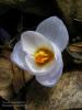 Crocus Biflorus Ssp. Pulchricolor