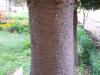 Brezilya Çamı (Cunninghamia lanceolata)