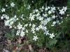 Minuartia sp. (Caryophyllaceae)