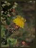 Centaurea Lycopifolia - Peygamber iei- Endemik