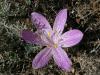 Colchicum Chalcedonicum Ssp. Chalcedonicum.