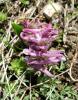 Corydalis Solida Kartepe