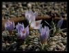 Crocus Biflorus