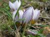 Crocus Biflorus subsp. Nubigena Balkesir