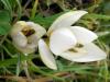 Crocus Biflorus subsp. Nubigena Balkesir