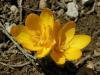 Crocus Olivieri Subsp. Olivieri