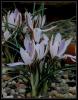 Crocus reticulatus Subsp. Hittiticus - Hitit idemi