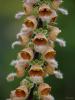 Digitalis Ferruginea L. -ykskotu - Uluda