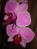 Phalaenopsis