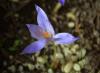 Çiğdem çiçeği-crocus Speciosus Subsp. Bolensis