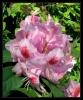 Orman Gl - Rhododendron