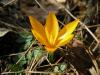 Crocus Flavus ssp. Flavus Kean