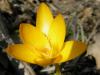 Crocus Flavus ssp. Flavus Kean