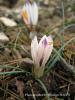 Crocus Fleischeri / ivril