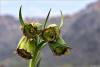 Fritillaria Acmopetala Ssp Wendelboi - Endemik