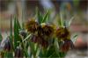 Fritillaria Crassifolia